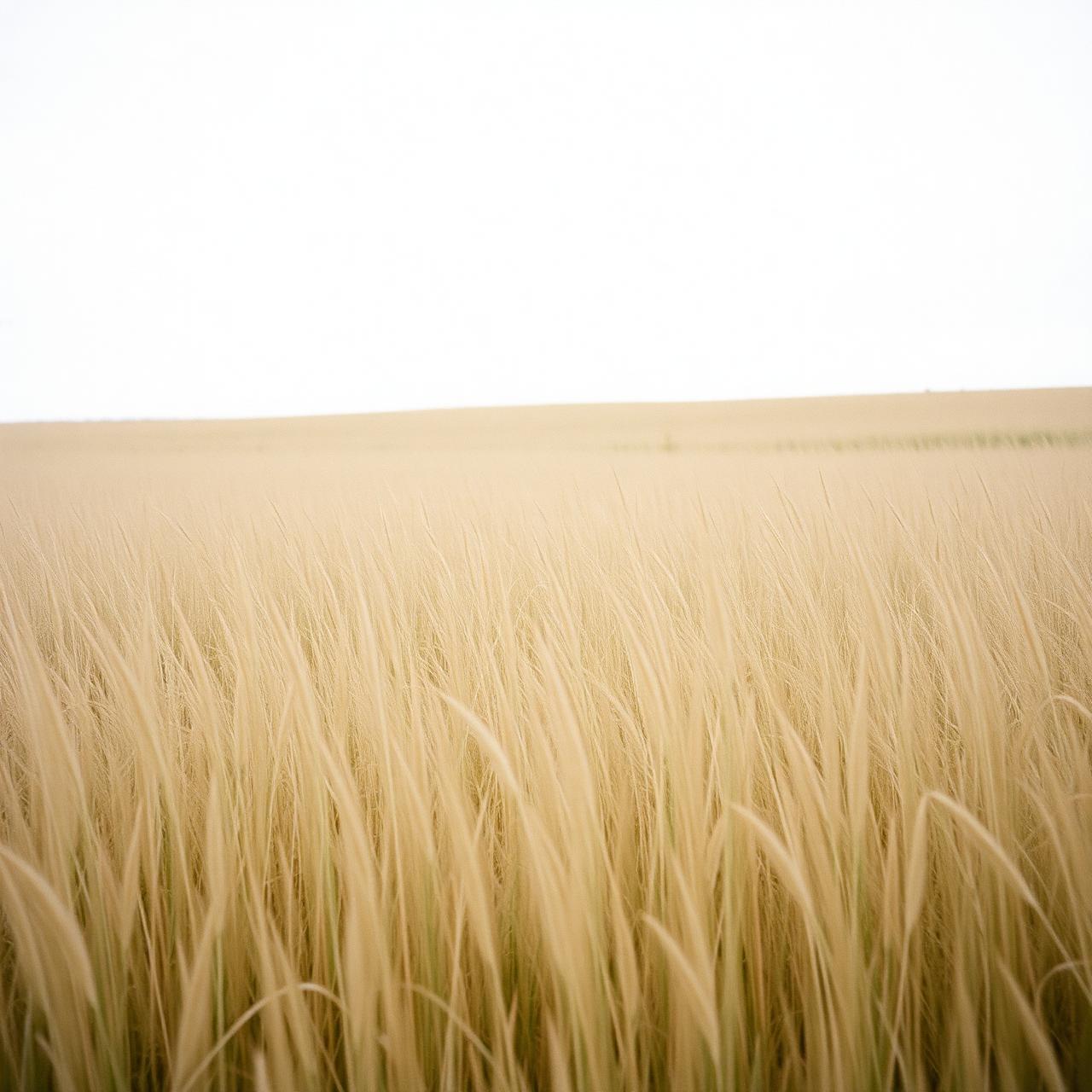 A quiet meadow opening into the horizon.